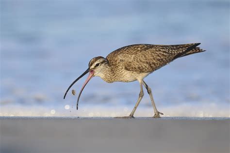 Whimbrel Numenius Phaeopus Taken On May 29 2022 Flickr