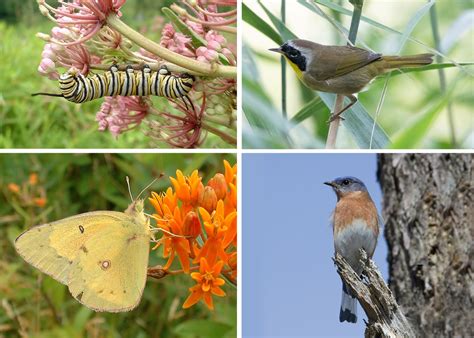 Controlled Burn at Brandywine Creek State Park Aims to Boost Native ...