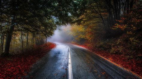 Hd Wallpaper Maple Leafed Plant Gray Pave Road At Night Fall Park