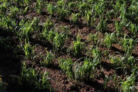 Junín Más De 95 Hectáreas De Cultivos Dañados Por Lluvia Y Granizada