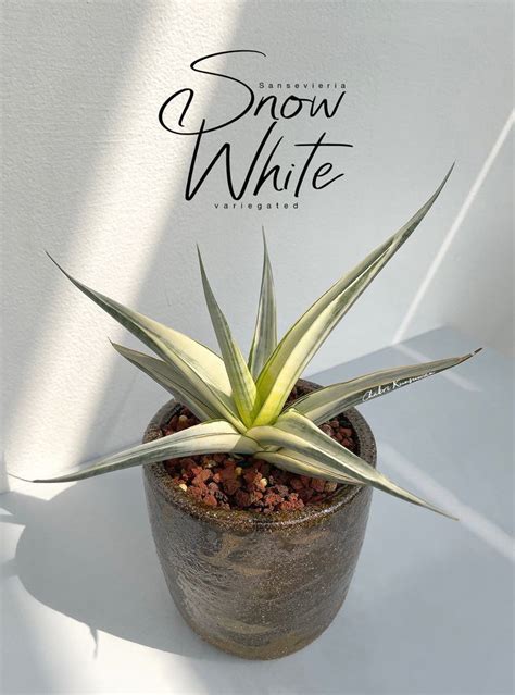 Sansevieria Snow White Variegated Em