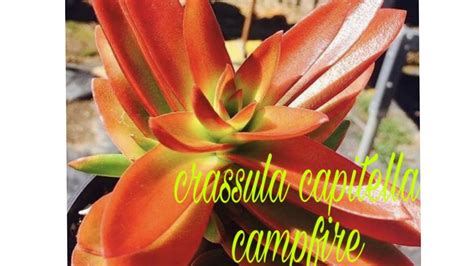 Crassula Capitella Campfire Cuidados YouTube