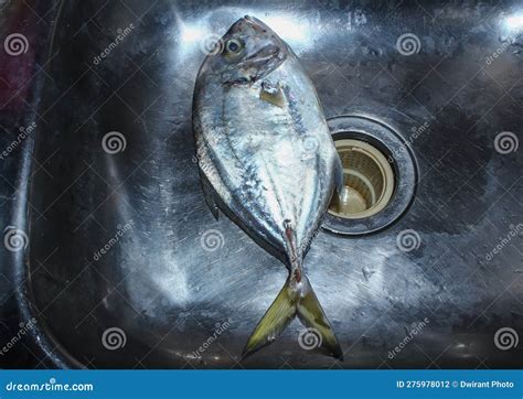 The Fish In The Sink Looked Fresh Stock Photo Image Of Aquarium Wing