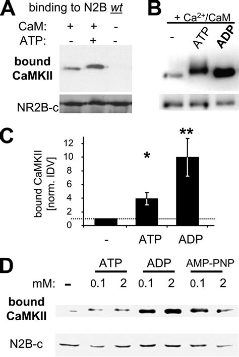 Atp And Other Nucleotides Enhance Ca 2 Cam Induced Camkii Binding To