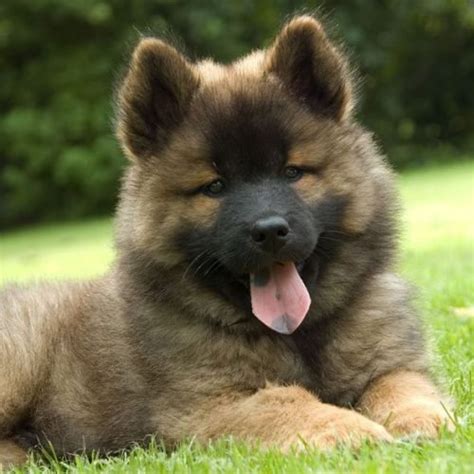 Eurasier ¿conoces A Este Alemán Kennel Club Argentino