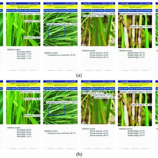 Identification Results Of Rice Diseases And Insect Pests Detection