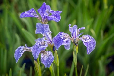 Iris Setosa Bristle Pointed Iris