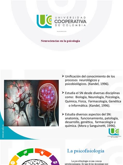 Fundamentos De Las Neurociencias Pdf Neurociencia Sinapsis