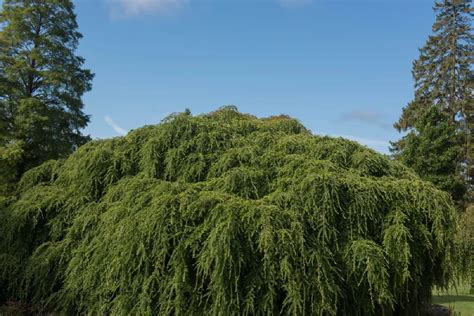 Weeping Hemlock for Sale - Buying & Growing Guide - Trees.com