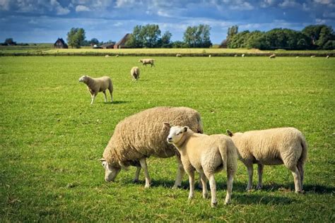 Texel Sheep Breed Information, History & Facts