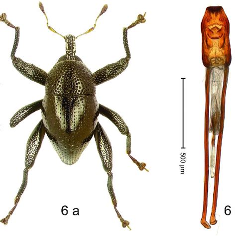 Trigonopterus Ancoruncus Riedel Sp N Holotype A Habitus B