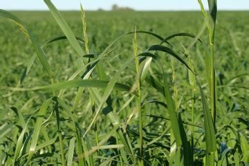 Claves Para Bajar Costos A Trav S Del Aprovechamiento De Las Pasturas