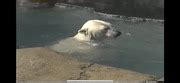 Polar Bear ( Zoo Safari Gymboree) May 6 1988 : Zoo Safari Gymboree ...