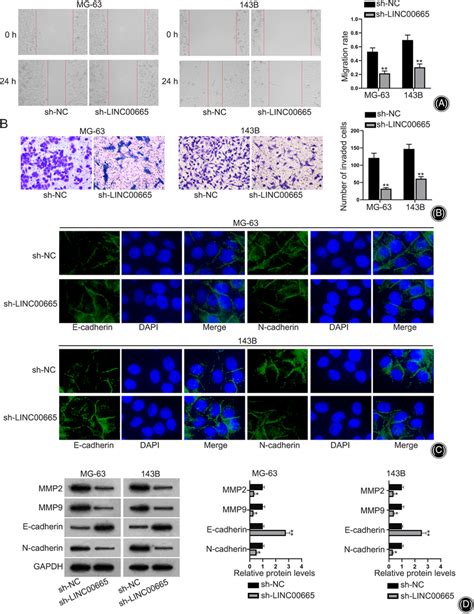 Linc Facilitates Os Cell Migration Invasion And Emt A