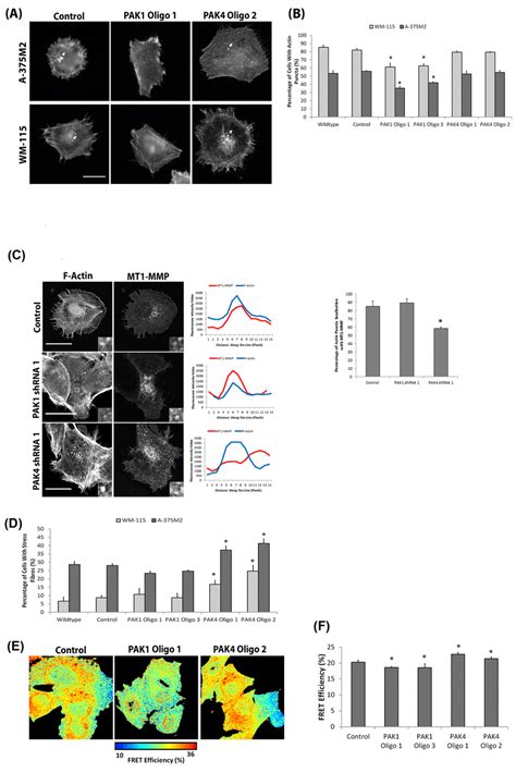 Differential PAK1 And PAK4 Signalling In Invasive Cells A