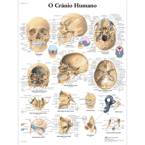 O Cr Nio Humano X Cm Laminado Vr L Skeletal