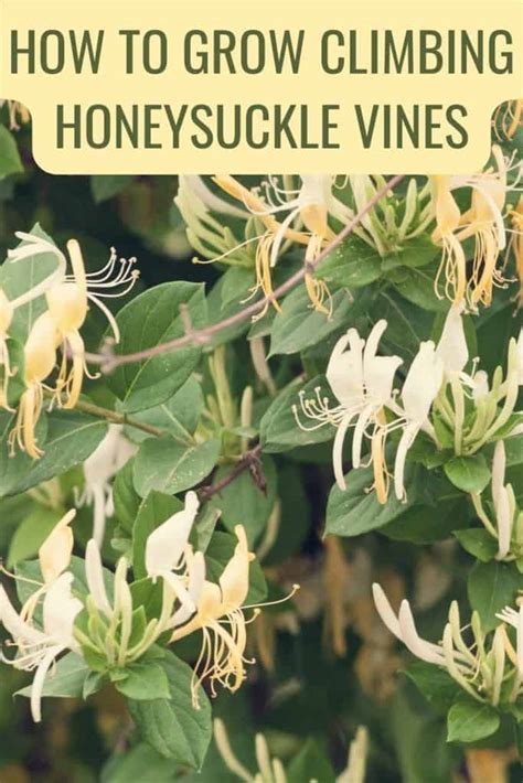 Growing Climbing Honeysuckle Vines In Your Garden