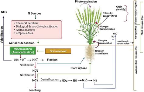 Nitrogen Use Efficiency In Wheat Genome To Field Intechopen