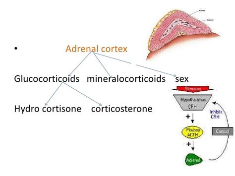 Adrenal gland disorders