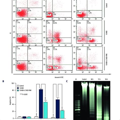 Btv Induces Apoptosis In Renal Cancer Cells A Apoptosis Was Analyzed