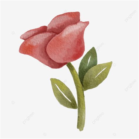 Watercolor Rose Watercolor Rose Red PNG Transparent Clipart Image