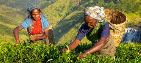 Why We Cannot Blame The Sri Lankan Crisis On Organic Farming