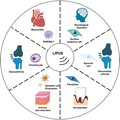 A Schematic Diagram Depicting The In Vivo And In Vitro Applications Of Download Scientific