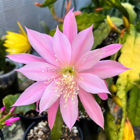 Skylark Epiphyllum Hybrid Tropical Treasure