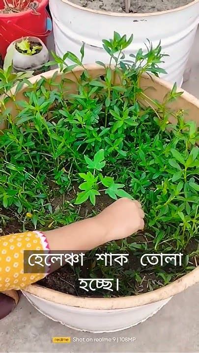 আমাদের ছাদ বাগানের হেলেঞ্চা শাক Youtube