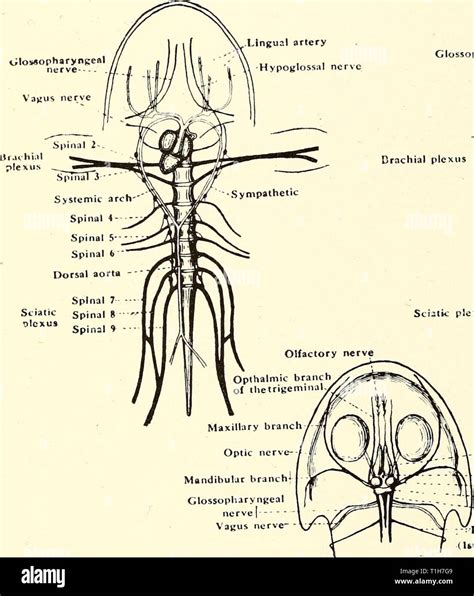 apuntalar Residuos absceso nervio oftalmico y sus ramas Conectado Araña