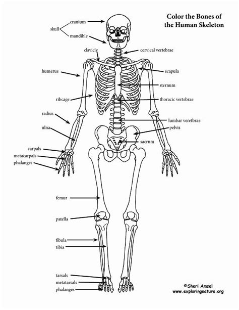 Human Skeleton Labeling Worksheet