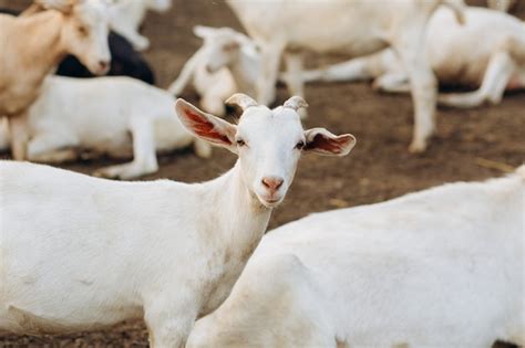 Premium Photo Goats On An Eco Farm