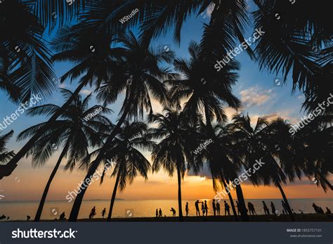 Coconut Bikini Images Stock Photos Vectors Shutterstock