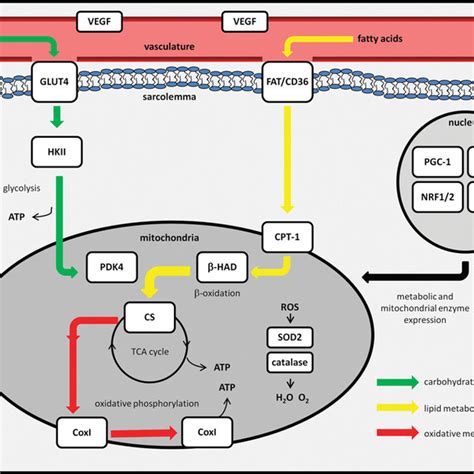 Metabolic Pathways Regulated By AMPK Mediated Gene Expression AMPK