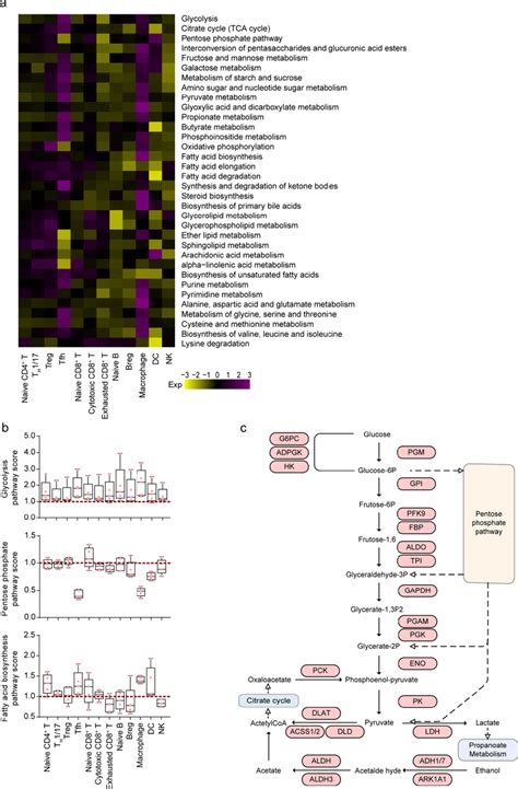 Metabolic Heterogeneity In Mpe Patients A Heatmap Of The Indicated