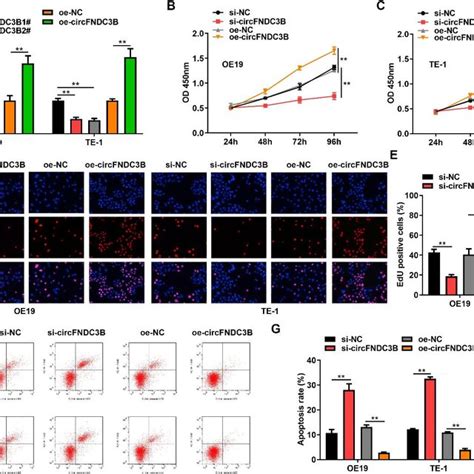 Circfndc3b Promotes Cell Proliferation And Inhibits Apoptosis A