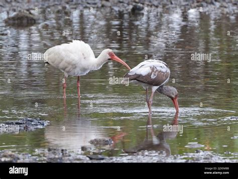 White Ibis Eudocimus Albus Albus Adult And Immature Feeding In