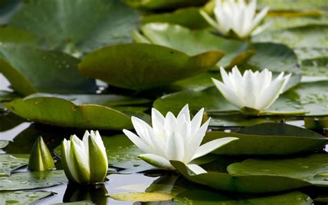 Water Lily Wallpaper Wallpapersafari