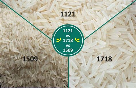 1121 Vs 1718 Vs 1509 Basmati Rice