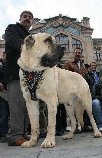 Turkhiş Dog Kangal Büyük Köpek ırkları Kangal Köpeği Ev Köpekleri