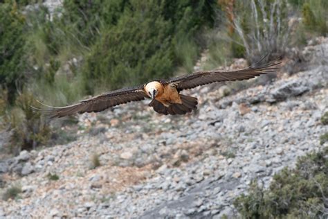 Gypa Te Barbu Sierra De Guara Espagne Ellen Le Roy Flickr