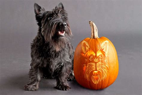 Weiner Dog Pumpkin Stencil