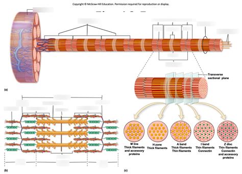 Structure Of Sarcomere Diagram Quizlet