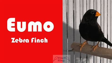 Eumo Zebra Finch Full Profile Breeding History Youtube