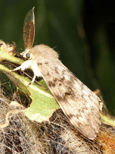 Download A Close Up Of A Brown House Moth