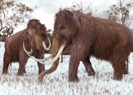 3D Genome Reconstructed From Freeze Dried Woolly Mammoth3D Genome