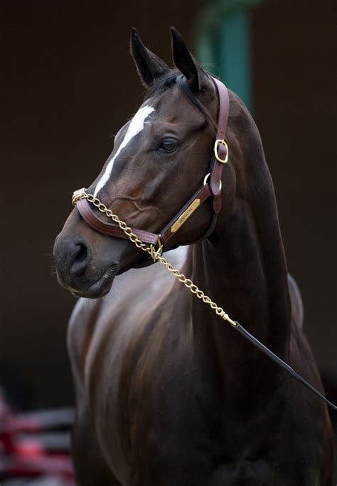 Zenyatta Saw Her Race In California Magnificent She Kicked It Into