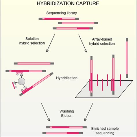 Principle Of Hybridization Capture A Sequencing Library Containing Download Scientific Diagram