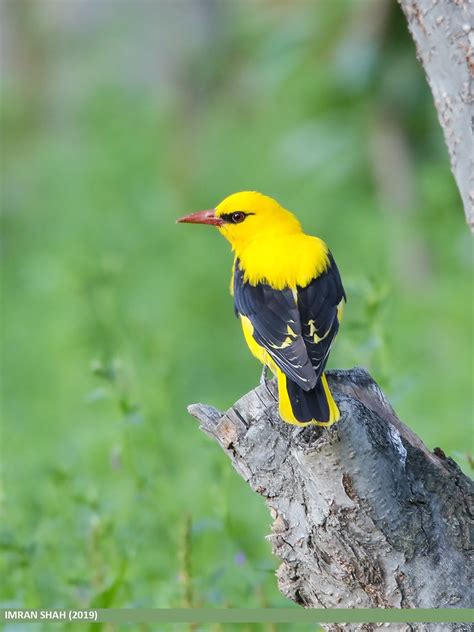 Indian Golden Oriole Oriolus Kundoo Indian Golden Oriole Flickr