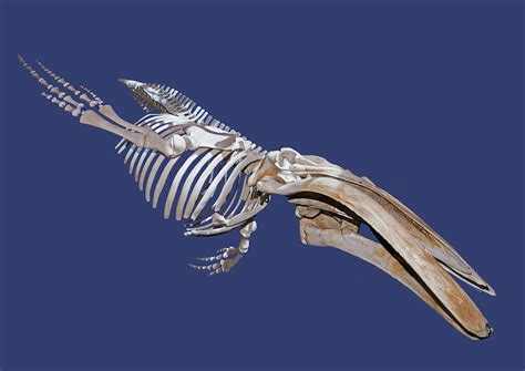 Humpback Whale Skeleton 2 Photograph By Millard H Sharp Fine Art